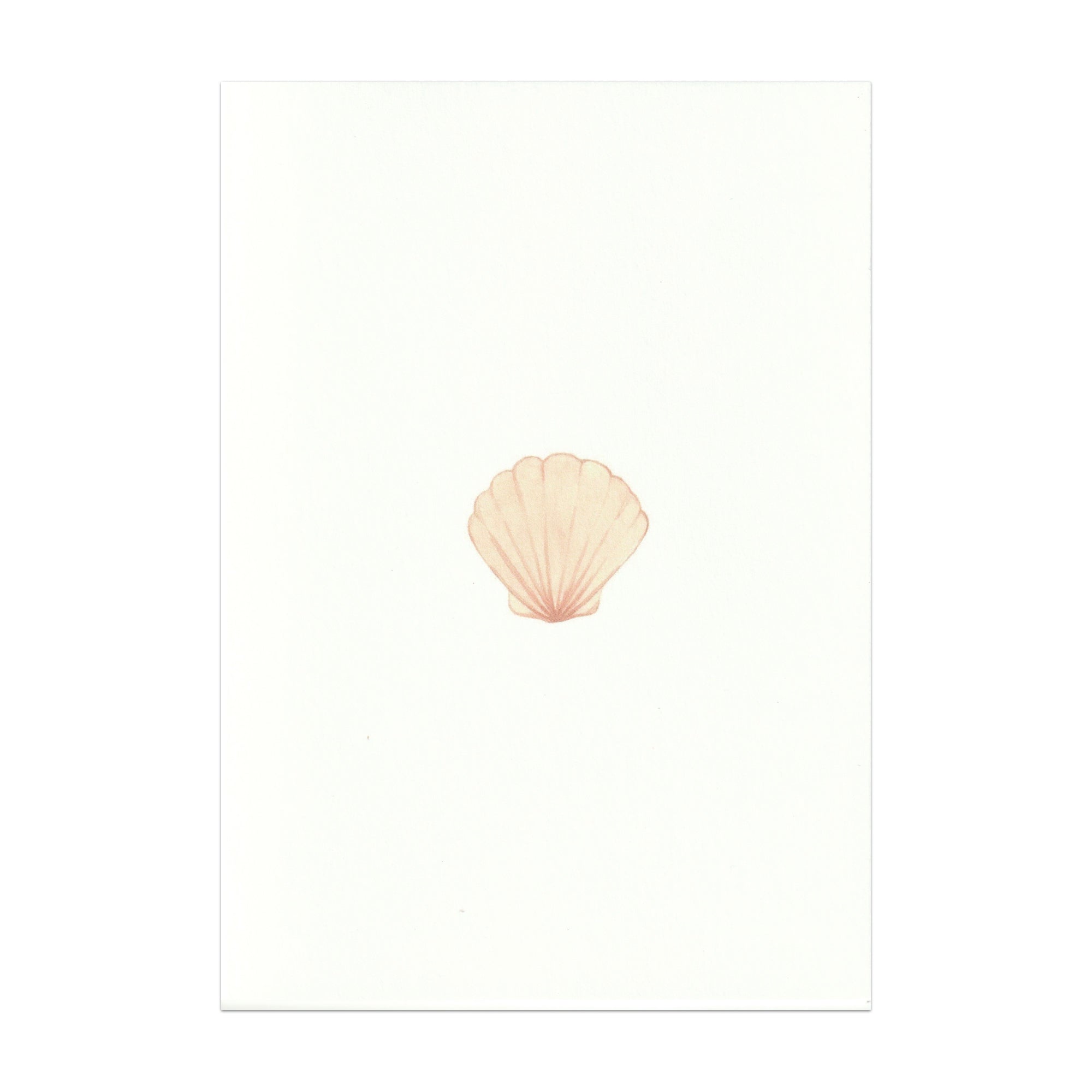 Pack of 5 Seashell Cards