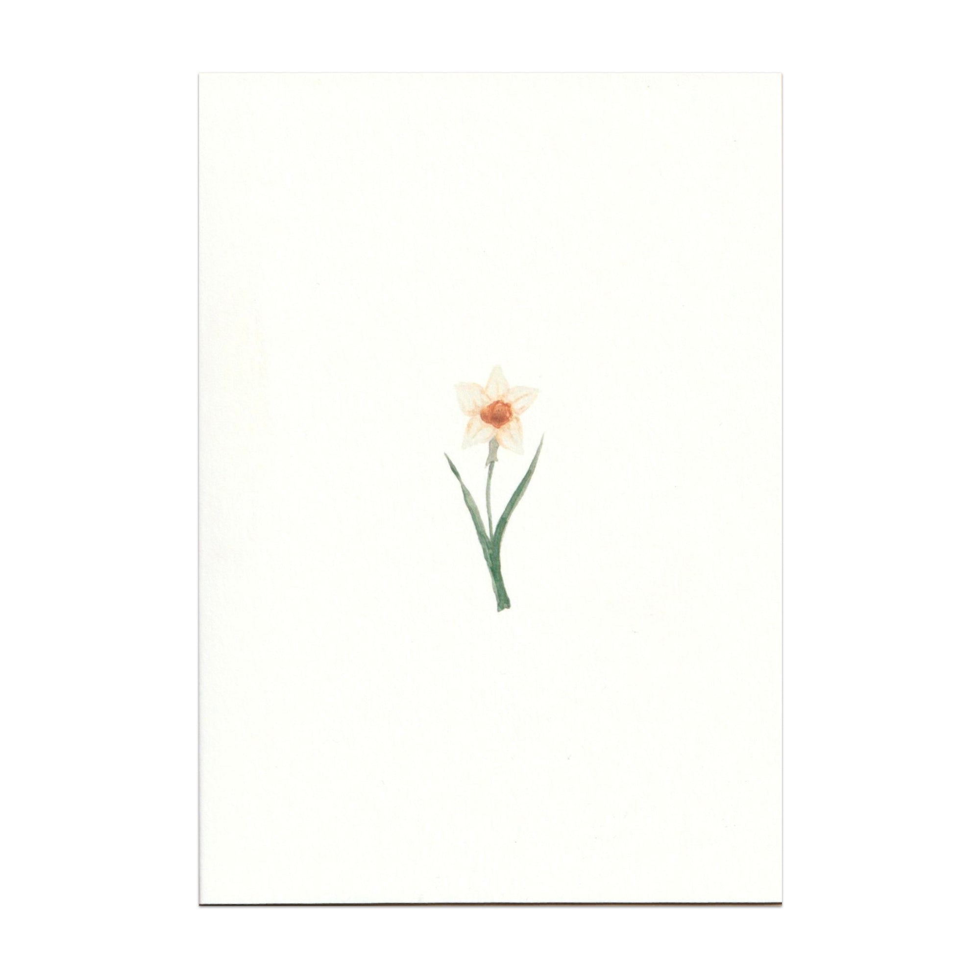 Pack of 5 Daffodil Cards - Seconds
