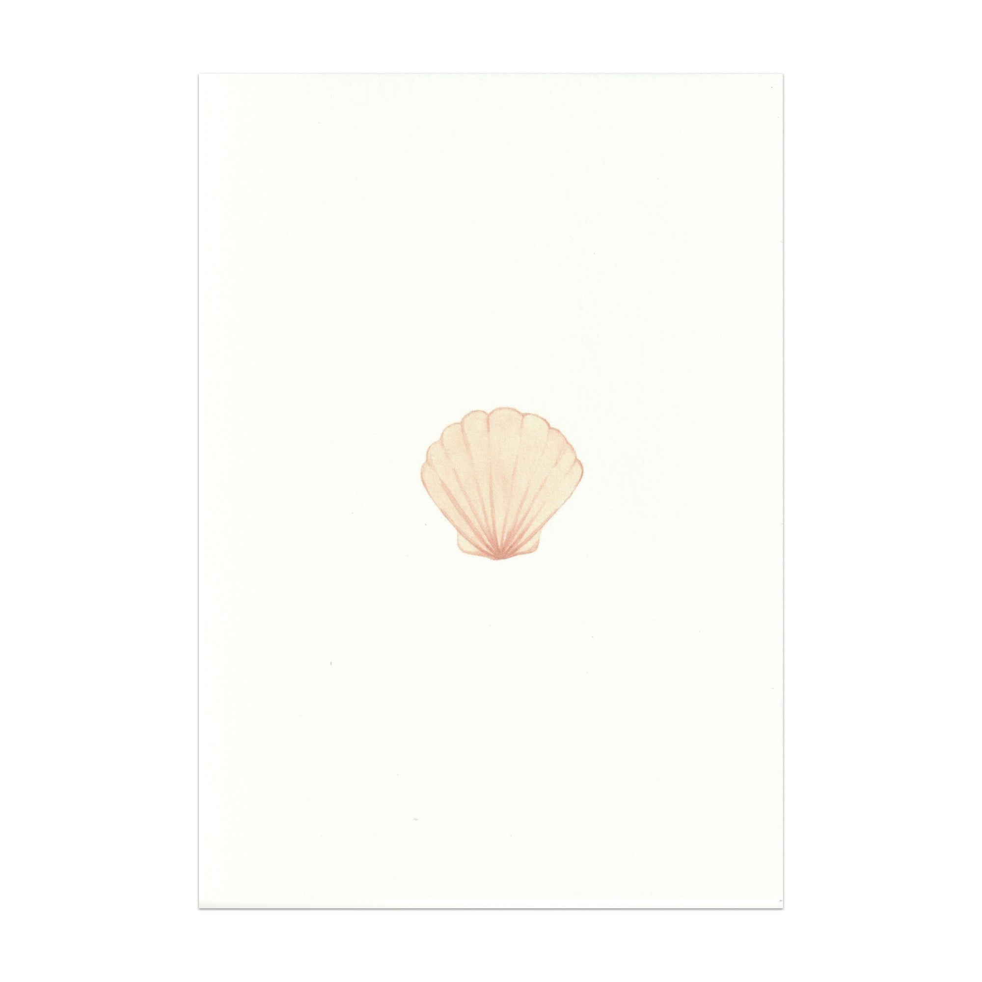 Pack of 5 Seashell Cards - Seconds